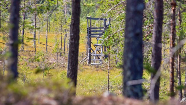 Flera jaktlag i Västerbotten vill hoppa av det nya systemet för älgskötselområden, då de tycker att skogsbolagen sätter för stora tilldelningar.