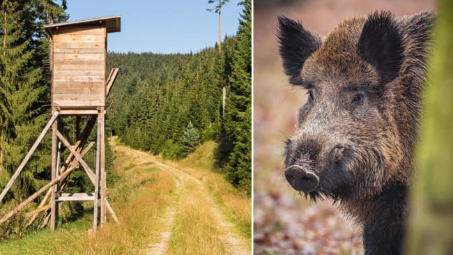 Jakthatare sågade sönder jakttorn och störde en vildsvinsjakt i södra Tyskland.
