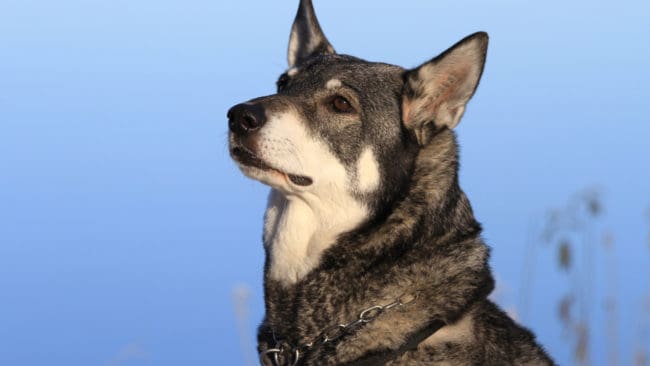 En jämthund på älgjakt söder Mockfjärd blev svårt skadad av en varg, som skrämdes bort av hundförarens varningsskott. (Arkivbild)