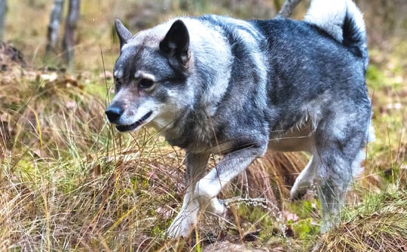 J&auml;mtens popularitet som jakthund, &auml;ven f&ouml;r grisjakt, g&ouml;r att den &auml;r n&auml;st st&ouml;rst i rasligan. Endast labbarna har fler nyregistreringar hos kennelklubben. Gr&aring;hund kommer f&ouml;rst p&aring; plats 13.