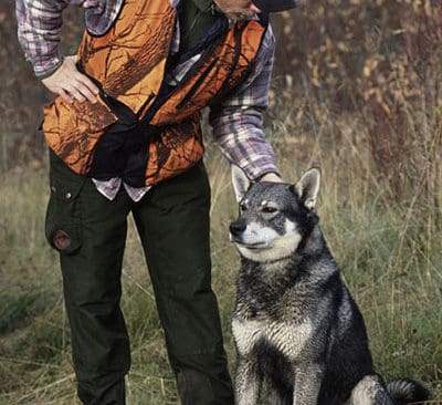 Hundarna härstammar från småvuxna asiatiska vargar, hävdar forskare.