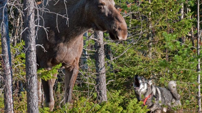 Ståndskallen på en älgko slutade med att jämten i Ljusdals kommun attackerades av varg i Prästskogsreviret. Jämten blev förlamad av angreppet och dog på sin husses axlar när den bars mot bilvägen. (Arkivbild)
