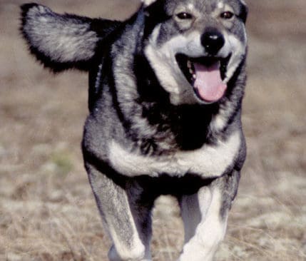 Jämthunden är en fin ras. Men det finns domare som bland annat tillåter alldeles för korta jämtar och andra fel, hävdar Tony Vestberg.