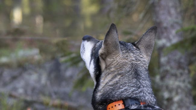 När jämten var ute på björnjakt utanför Falun förföljdes den av en varg, som passerade tio meter från ett pass där en jägare var med i direktsändning av Sveriges Radio. (Arkivbild)