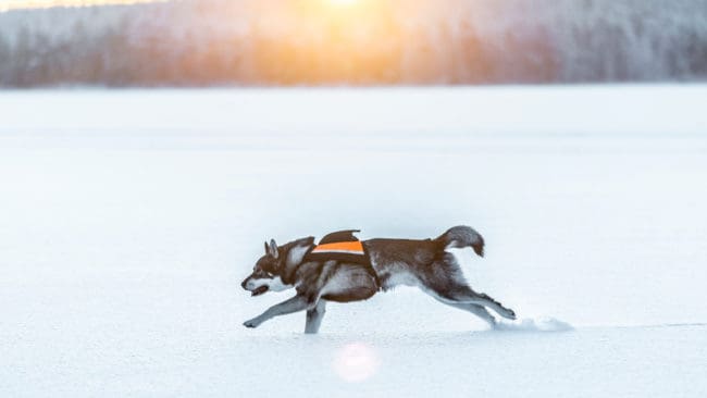 Efter tre vargattacker mot jakthundar söder om Alfta och Bollnäs är det få jägare som vill släppa sin jakthund längre.