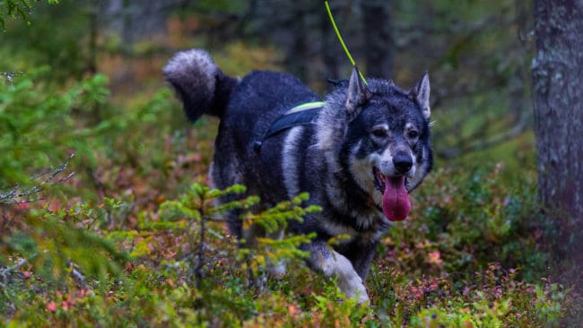 Älgjakten fick ett abrupt och oväntat slut för jämthunden Nico och hans husse i söndags. (arkivbild)