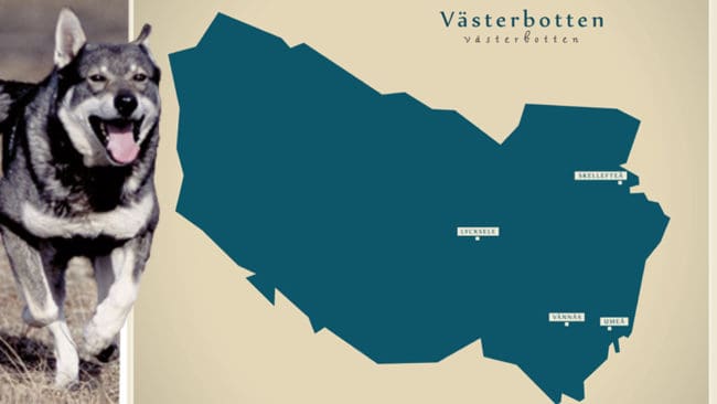 Jämthunden är populär i Västerbotten.