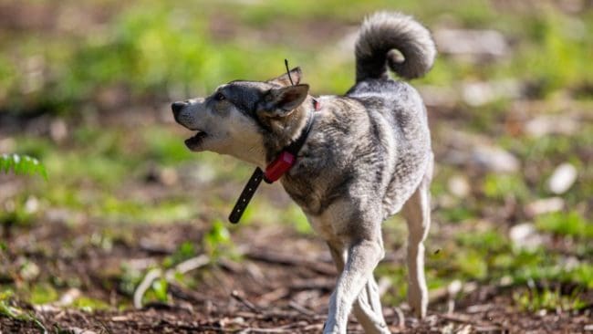En åttaårig jämthundstik blev under älgjakt så illa åtgången av varg att avlivning var enda utvägen.