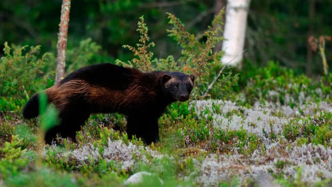 Naturvårdsverket ska utvärdera om det kan bli aktuellt med licensjakt på järv.