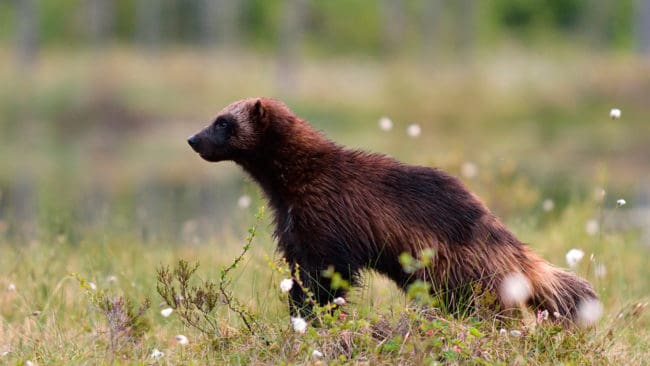 Norska bondeorganisationer vill ha ökad jakt på järv.