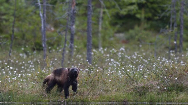 Järvar söker sig allt längre söderut.