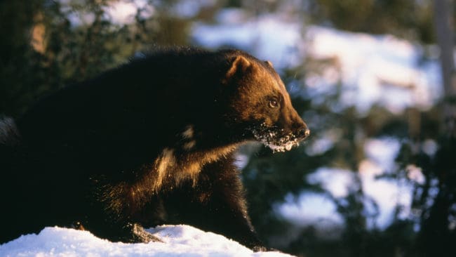 Järvarna skingrar renhjordarna och får därför skjutas.