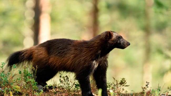 Det kan finnas betydligt fler järvar än man trott, eftersom de i dag har ökat sitt utbredningsområde från fjällområdena till både skogs- och kustland.