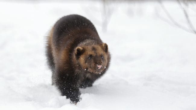Semisjaur-Njarg sameby nekas skyddsjakt på järv av både länsstyrelsen och förvaltningsrätten.
