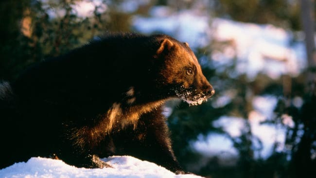 Kammarrätten anser att länsstyrelsen i Norrbotten gjorde fel när de avslog två samebyars ansökan om skyddsjakt på järvar.