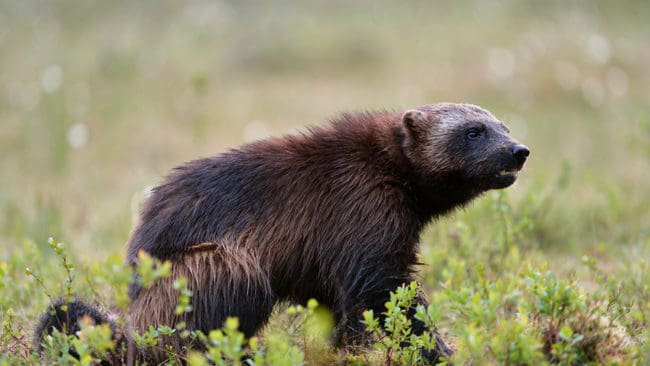 Det blir ingen licensjakt på järv, svarar Naturvårdsverket på JRF:s hemställan.