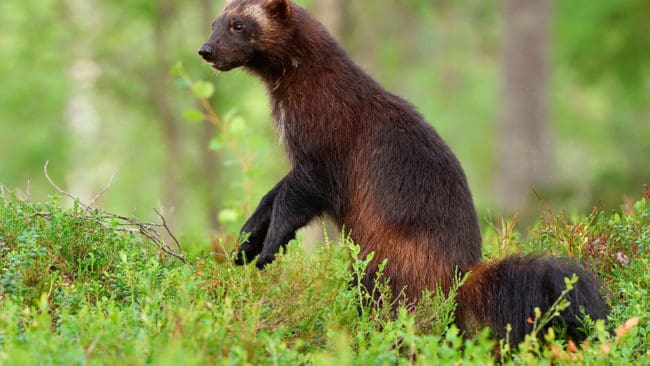 Skyddsjakt på järv ska prövas i högsta instans. I den juridiska vågskålen ligger om samernas särställning som urfolk kan vägas in vid prövning av skyddsjakt.