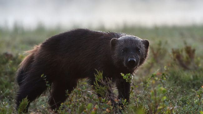 Länsstyrelsen i Jämtlands län har på eget initiativ tagit beslut om skyddsjakt på 13 järvar.