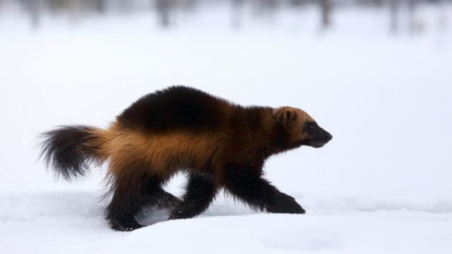 Länsstyrelsen i Norrbotten har tagit ett eget beslut om skyddsjakt på 11 järvar, men det är oklart om de ska stå för kostnaderna. Vanligtvis är det den som ansöker om skyddsjakt som får betala.