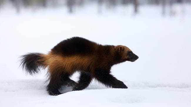 Samebyar i Norrbotten kritiserar länsstyrelsen för att de påstår att det varit goda förhållanden för rovdjursinventeringen, när de själva upplevt att det varit precis tvärtom. Inventeringsresultaten påverkar hur stor ersättning samebyarna får för rovdjursförekomst.