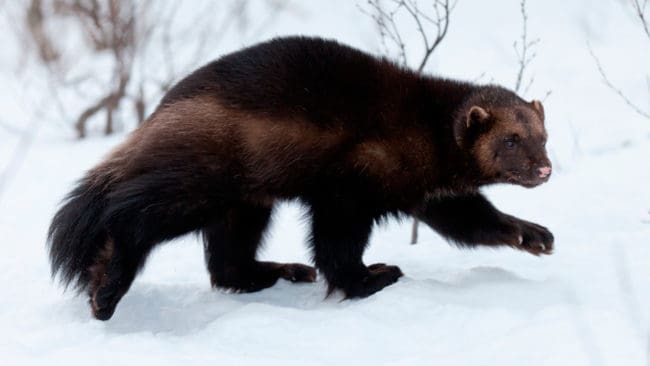 Länsstyrelsen i Jämtland får en rejäl näsbränna av Naturvårdsverket och mister rätten att besluta om skyddsjakt på järv nästa år.