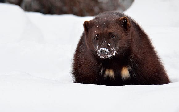 Naturv&aring;rdsverket har &auml;ndrat sina metoder f&ouml;r inventering av j&auml;rv. Detta oroar samerna som menar att metoderna &auml;r f&ouml;r sv&aring;ra och att det kan leda till f&ouml;r l&aring;ga ers&auml;ttningar.