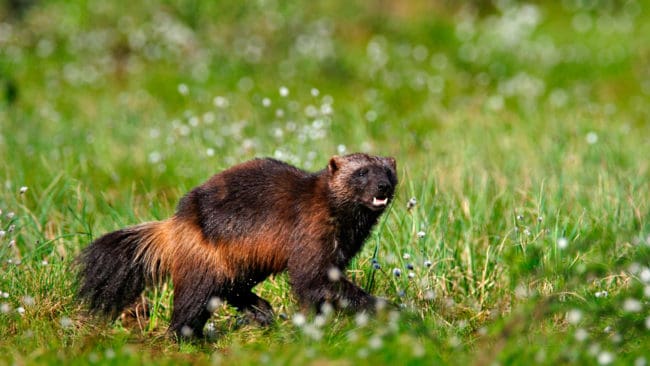 Järv återfinns nu längre söderut i Sverige än någonsin. Trots sitt rykte som blodtörstig har inga konflikter rapporterats i de nya utbredningsområdena.