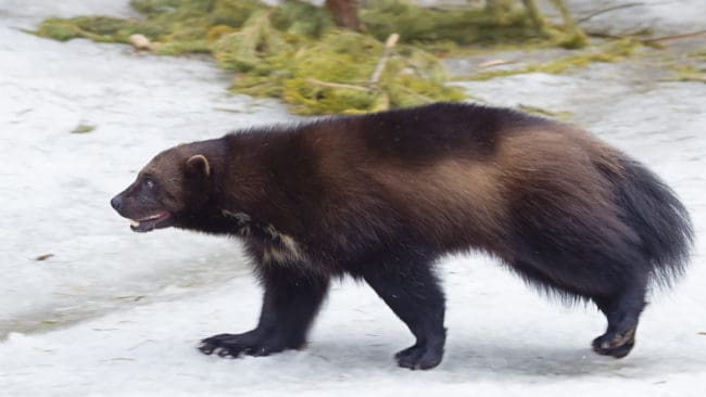 Det är i huvudsak på samebyarna Tåssåsens, Handölsdalens och Mittådalens åretruntmarker som järvjakten får äga rum.