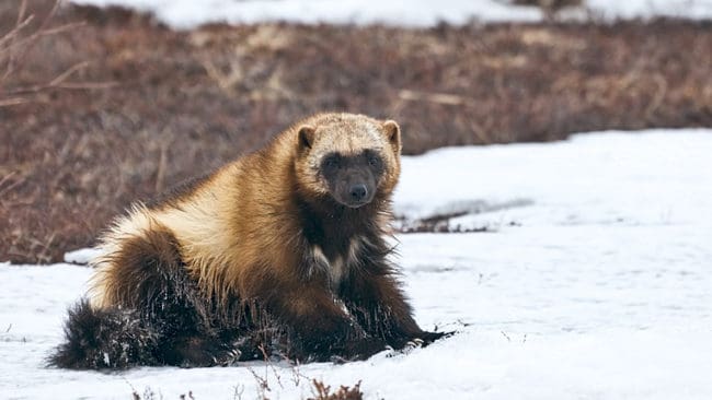 Semisjaur-Njarg sameby nekas skyddsjakt på en järv.