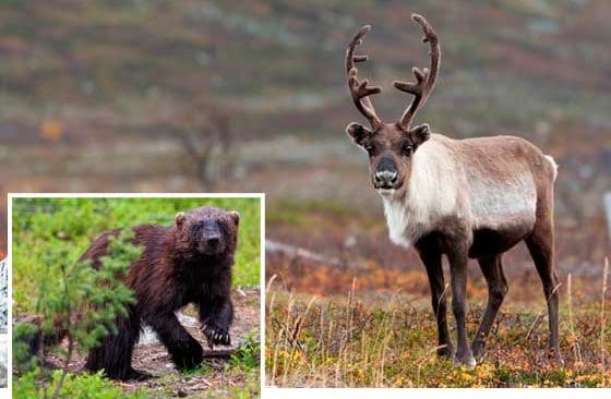 Samebyar i Jämtland rasar mot att Naturvårdsverket stoppar den beslutade skyddsjakten på 19 järvar.