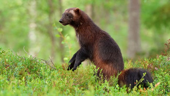 Värmland har tre bekräftade järvrevir i den norra delen av länet.