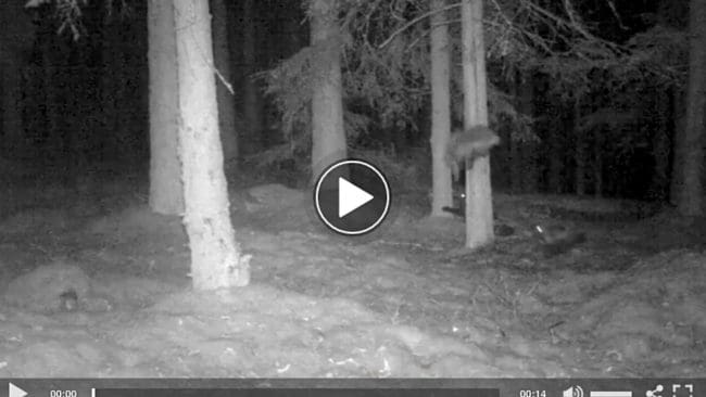 Länsstyrelsen i Dalarna har en åtelkamera som filmat en järvföryngring i den södra delen av Vansbro kommun. På sekvensen syns tre järvar. En av dem hoppar ned från en trädstam och springer iväg.