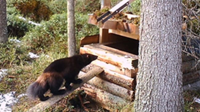Järvhonan fångad på bild vid länsstyrelsens fälla.