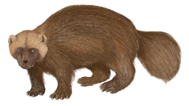 Järven är dyraste rovdjuret eftersom den tar många renar. En enda järv kostar 100 000 kronor per år i ersättningar till renägare.