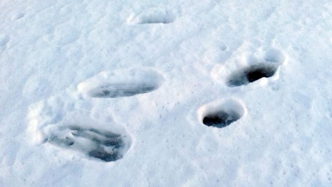 Järvbesök i Kramfors, enligt Liiam Halttu. Han var ute på morgonpromenad och hittade både klomärken i träd, spår och spillning efter flera järvar.