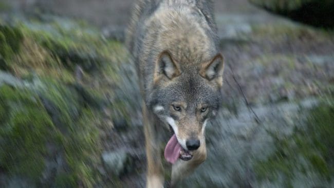 Det var länge sedan tamdjur angreps av varg i Kalmar län, men i början på veckan dödades tre får.