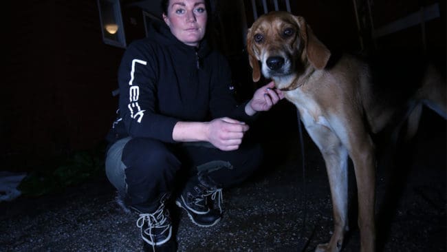 Jessica Dolks amercian foxhound och plottblandning Stella hittade råttgift som hon smaskade i sig.