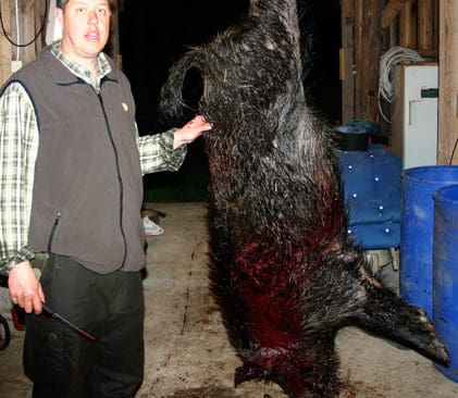 Yrkesj&auml;garen Robert Jidesj&ouml; ogillar utspelet om vildsvin som samh&auml;llsproblem. Avskjutningen skulle &ouml;ka om j&auml;garna ges m&ouml;jlighet att s&auml;lja k&ouml;ttet. Det &auml;r en viktigare &aring;tg&auml;rd &auml;n att b&ouml;rja till&aring;ta r&ouml;rlig belysning och m&ouml;rkersikten, anser han.