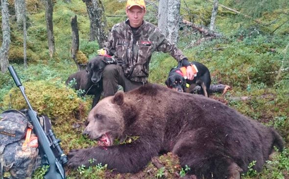 Jonathan Lindkvist med plotten Rex och sin sm&aring;landsst&ouml;vare Chip. Hundarna s&aring;g till att han kunde f&auml;lla en bj&ouml;rnhanne p&aring; 260 kilo i s&ouml;dra H&auml;rjedalen p&aring; torsdagsmorgonen.