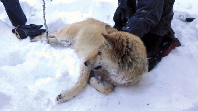 Junseletiken i samband med en av sövningarna under flyttcirkusen som kostade miljonbelopp. Tiken försvann 2014 när hon skulle skjutas efter ett beslut om skyddsjakt. Nu pekas en man ut för att ha förvarat den tjuvskjutna tiken en frysbox.