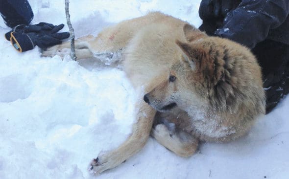 Nej, Studio 1, Junseletiken &auml;r inte lesbisk.