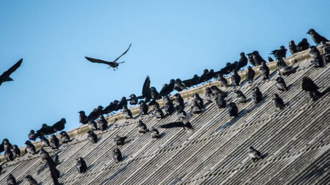 Kommunjägarna i Borgholm får skjuta bland annat kajor från sina bilar, i ett försök att skrämma bort fåglarna.