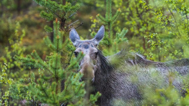 Det var en kalv som dök upp vid åtelplatsen och fälldes när skytten trodde att han siktade på en vildsvinsgalt. (Arkivbild)