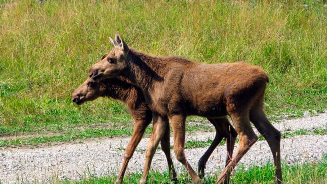 Länsstyrelsen i Östergötland vill att jakten på älgkalvar släpps fri i länet, så att så många kalvar som möjligt skjuts under älgjakten. Det är foderbrist efter den rekordheta sommaren och de kalvar som fötts har fått en för dålig start för klara vintern, anser myndigheten.