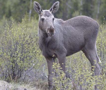 Dalaj&auml;garna valde att fokusera jakten p&aring; kalvar. H&aring;enlaget hade inf&ouml;rt kof&ouml;rbud. Tyfors sk&ouml;t inga vuxna djur om det inte var 12-taggare. Det fick Stora Skog att se r&ouml;tt. De tv&aring; jaktlagen har sagts upp fr&aring;n sina marker.