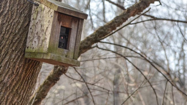 Jägaren Terje Carlsson fick se något som blinkade i närheten av sin rävåtel. Det visade sig vara en liveövervakningskamera som polisen hade satt upp. (arkivbild)
