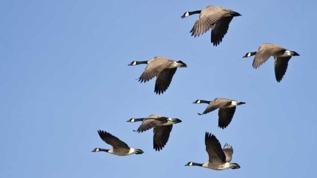Politikerna i den tyska delstaten NIedersachsen tvistar om huruvida jakten på gäss ska ökas eller inte.