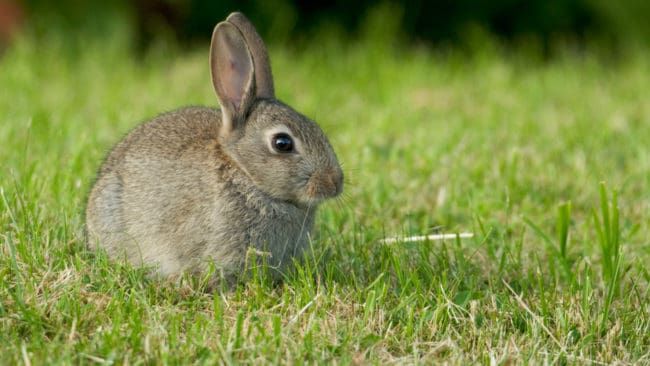 Skyddsjägare som avlivar pestsmittade vildkaniner i Malmö får utstå hot.