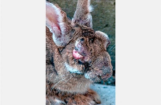 Kaniner som smittas av kaninpest blir svullna runt ögon, nos och könsöppning.