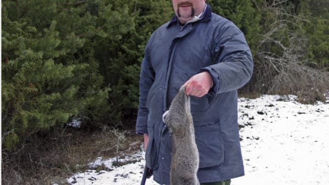 Blyhagel är det enda som biter på rabbisarna på Gotland sedan vildkaninerna tycks ha blivit resistenta mot sjukdomar som gulsot och myxomatos.